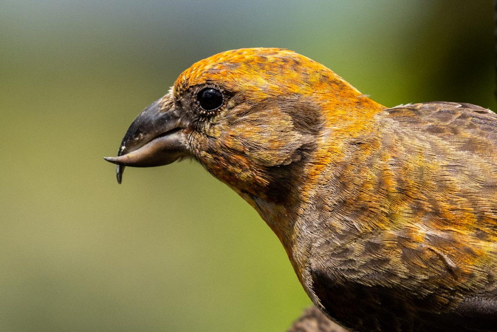 Detail shot of a red crossbill's beak