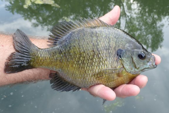 bluegill