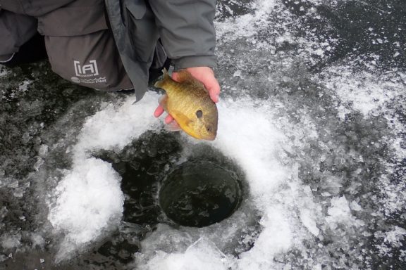 bluegill caught through the ice