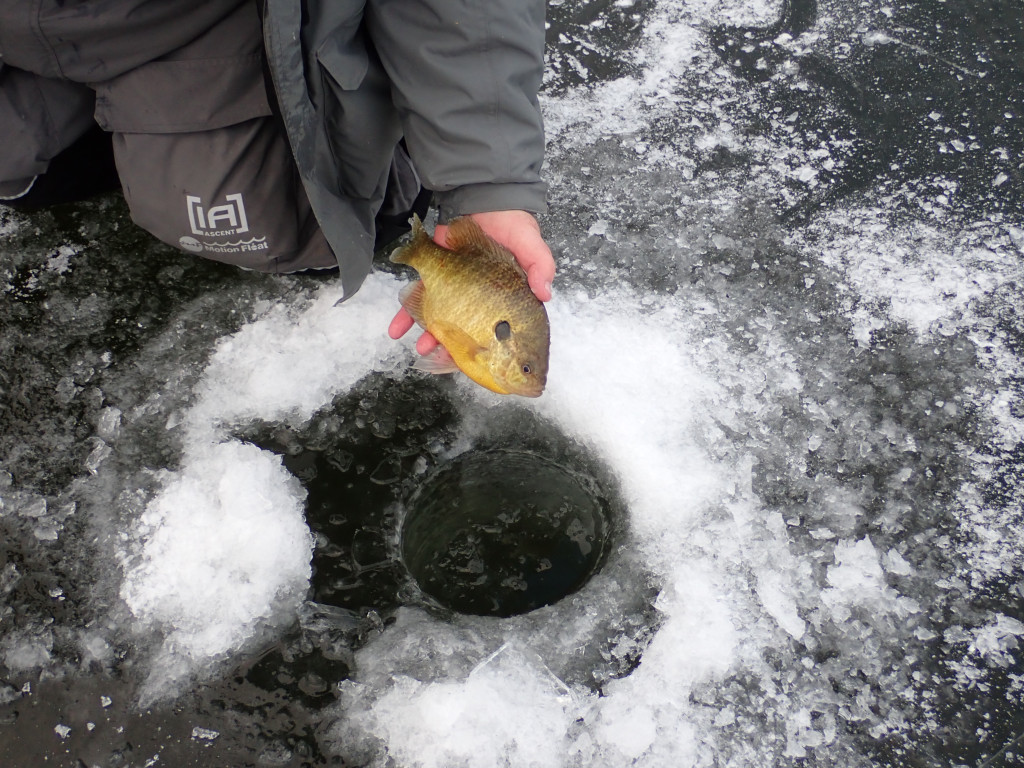 bluegill caught through the ice