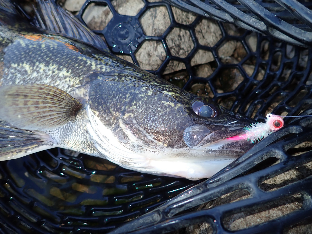 saugeye in a net