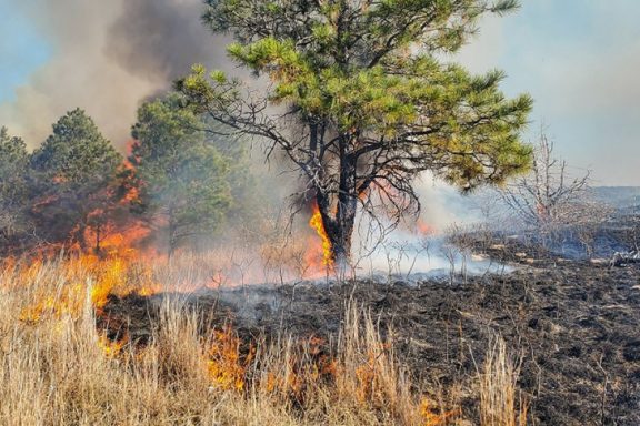 A ponderosa pine and the surrounding grassy landscape is on fire.