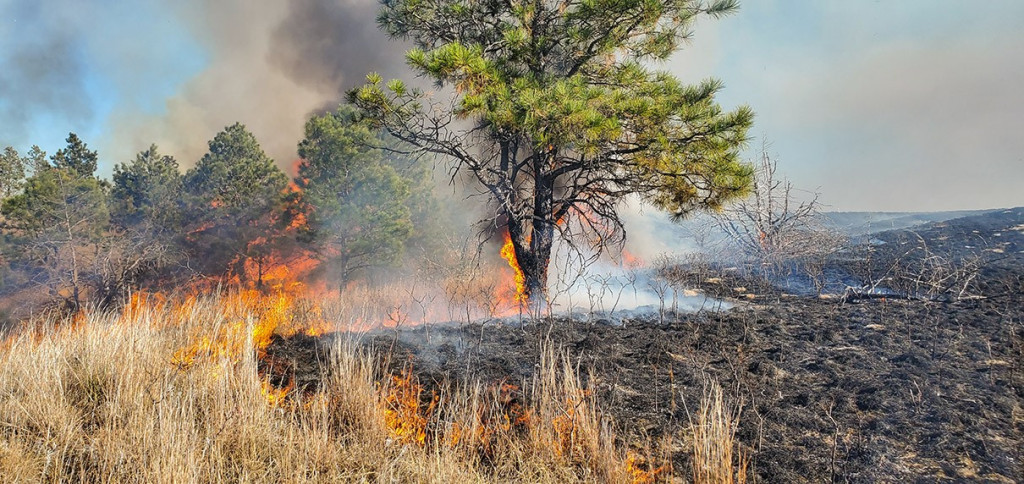 A ponderosa pine and the surrounding grassy landscape is on fire. 