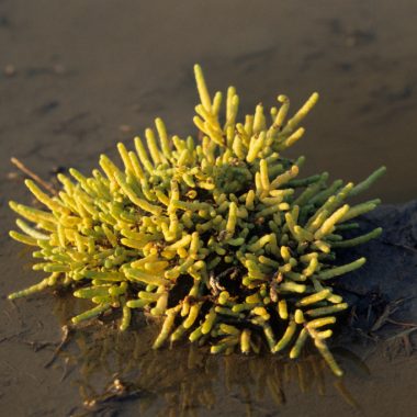 Saltwort, its yellowish-green tentacles rising up like a sea urchin's, grows in a muddy salt marsh