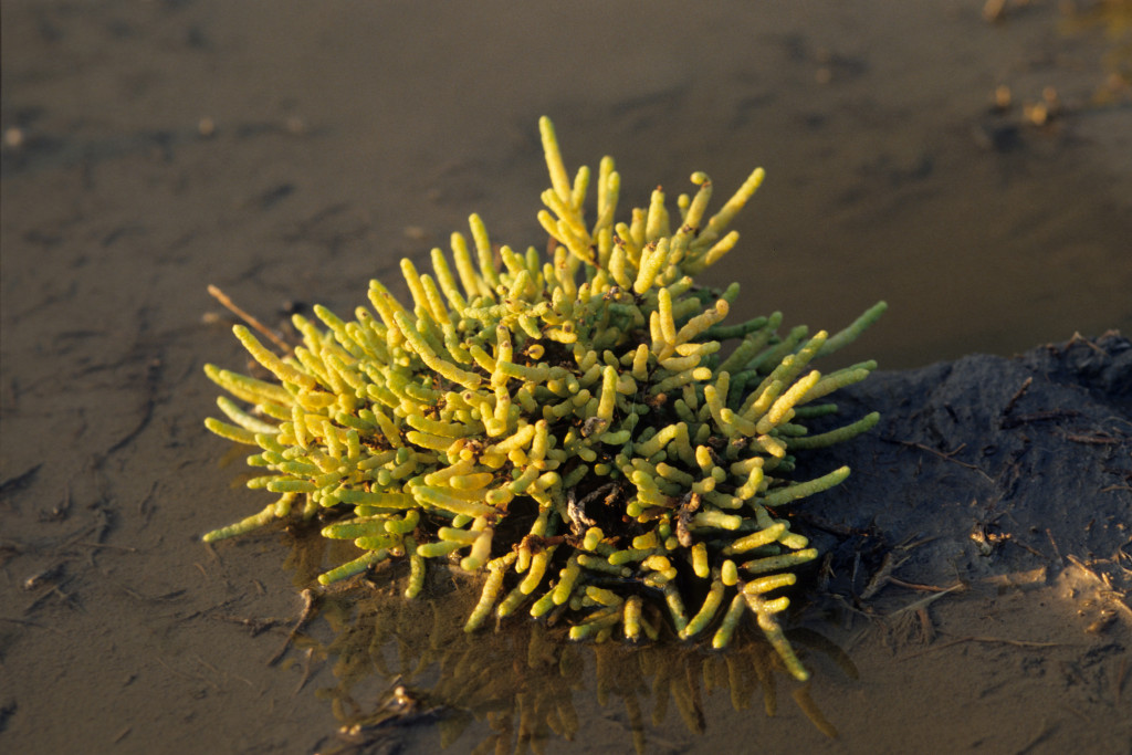 Saltwort, its yellowish-green tentacles rising up like a sea urchin's, grows in a muddy salt marsh