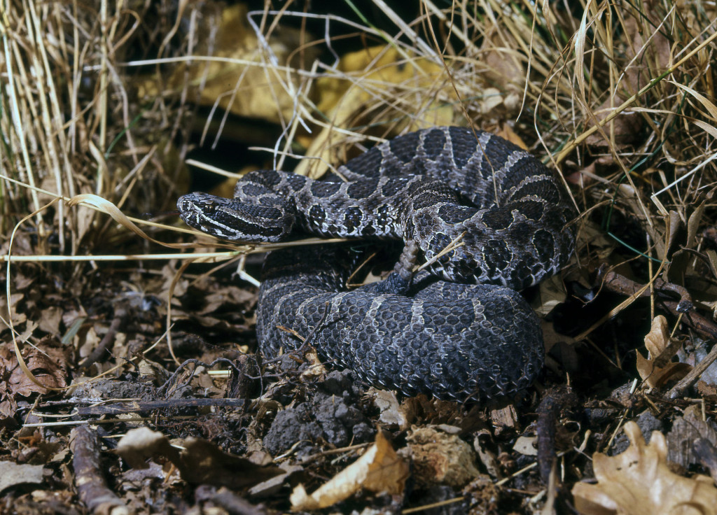 Massasauga rattlesnake