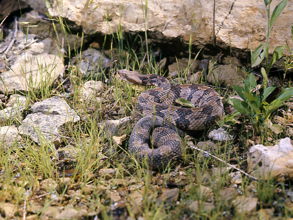 A timber rattlesnake near rocks