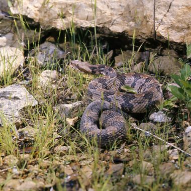 A timber rattlesnake tries to blend in with its surroundings