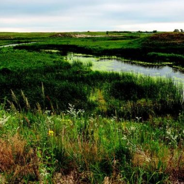 Fields of wildflowers overlook a Sandhills stream.