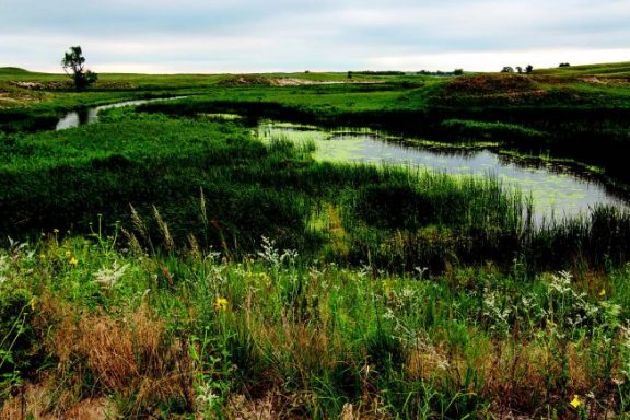 Fields of wildflowers overlook a Sandhills stream.