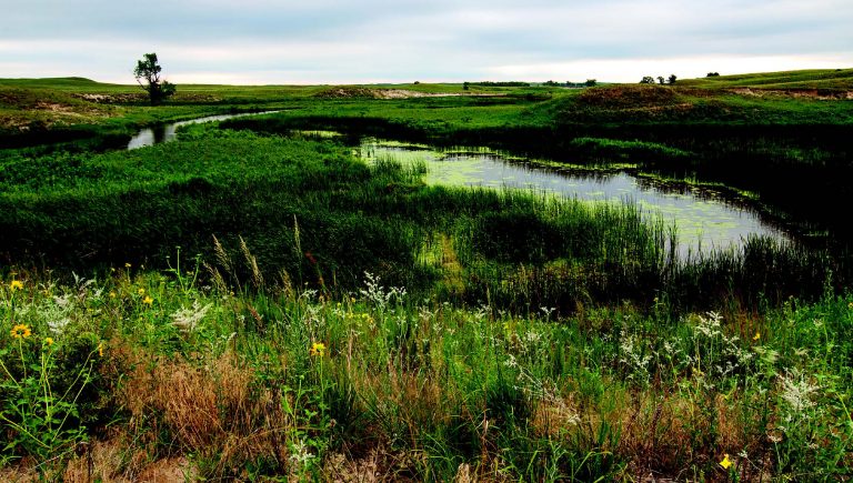 Fields of wildflowers overlook a Sandhills stream.