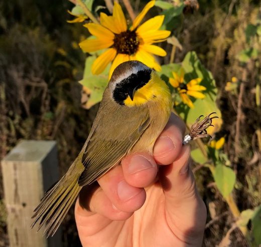 adult male common yellowthroat