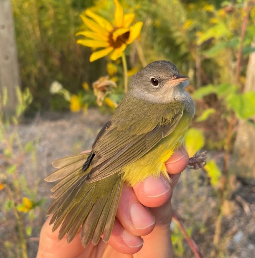 adult female mourning warbler