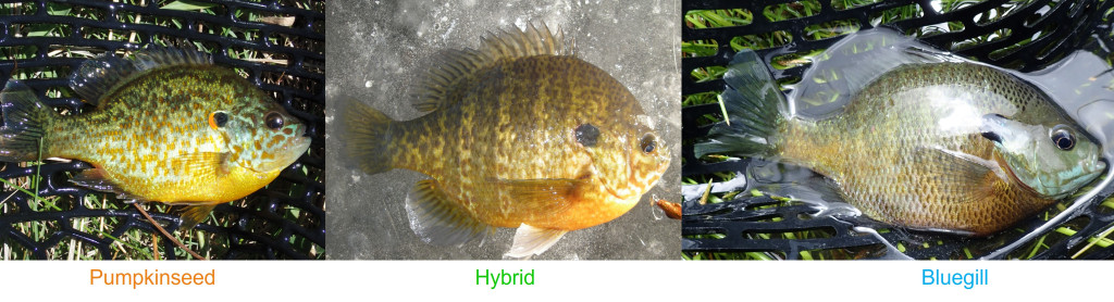 pumpkinseed x bluegill hybrid