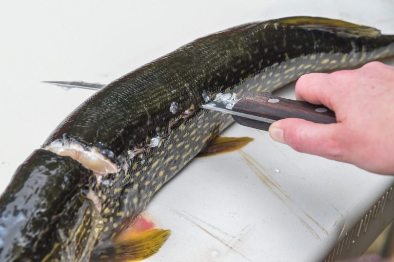 Close up of pike being cleaned.