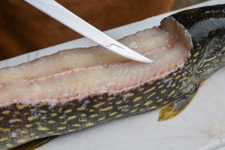 Close up of pike being cleaned.