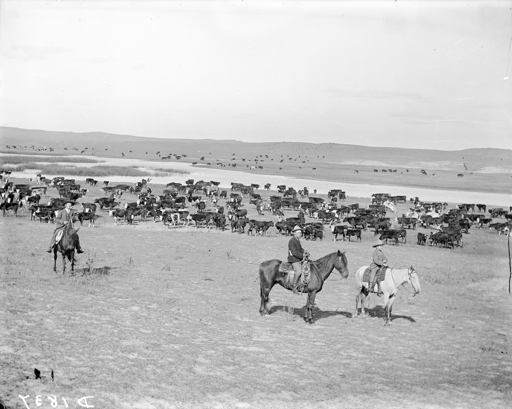 Cattle ranchers rounding up cattle in 1900 in Nebraska.