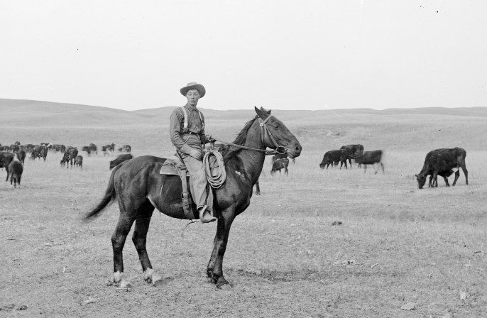 Cowboy and herd in Cherry County in 1889.