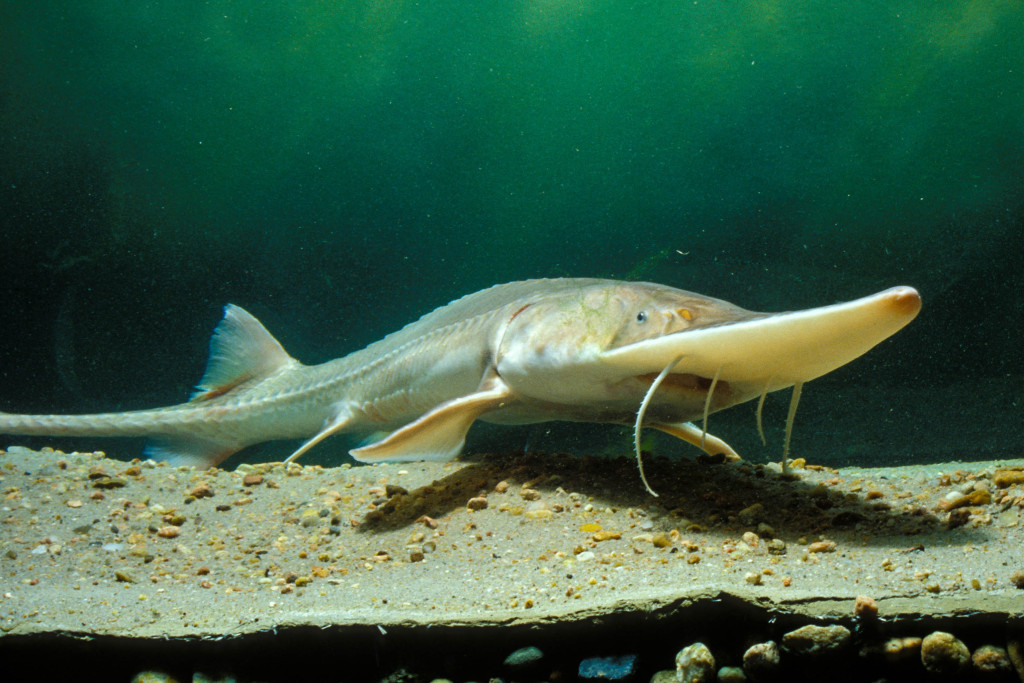 a pallid sturgeon swims in a sandy bottom tank