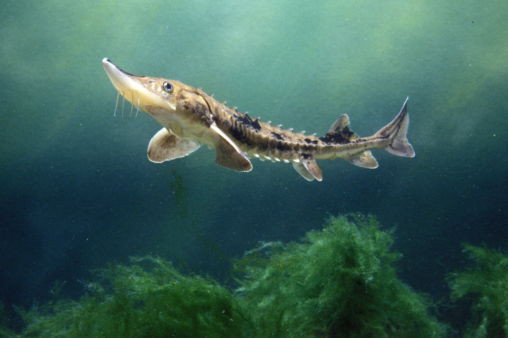 a small lake sturgeon swims upward in a green aquarium tank