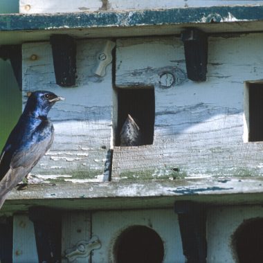 A purple martin sits at the edge of a house designed just for it