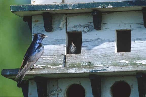 A purple martin sits at the edge of a house designed just for it