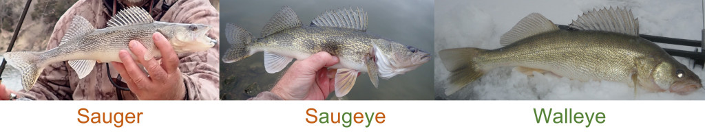 sauger, saugeye and walleye chart