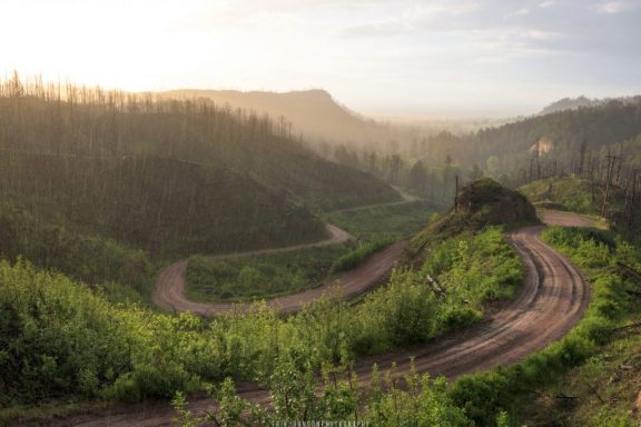 A winding road in a rugged pine forest during spring.