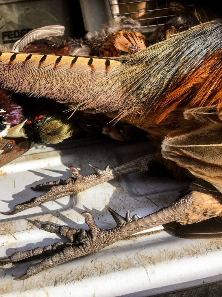 Close-up of harvested pheasant feet/spurs.