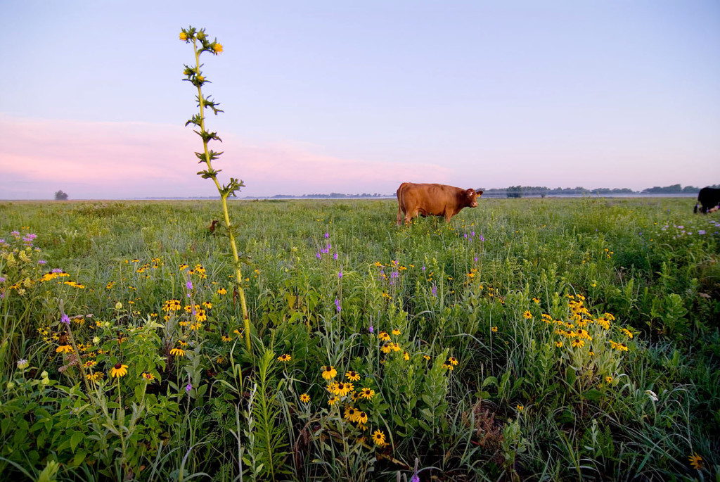 A field of wildflowers, including a tall, yellow-colored flower, are only interrupted by a brown cow in the distance.