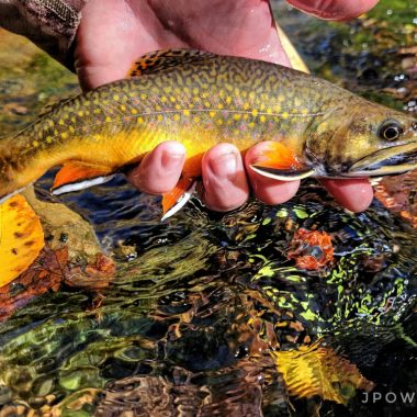 brook trout