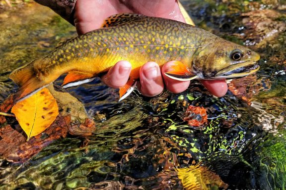 brook trout