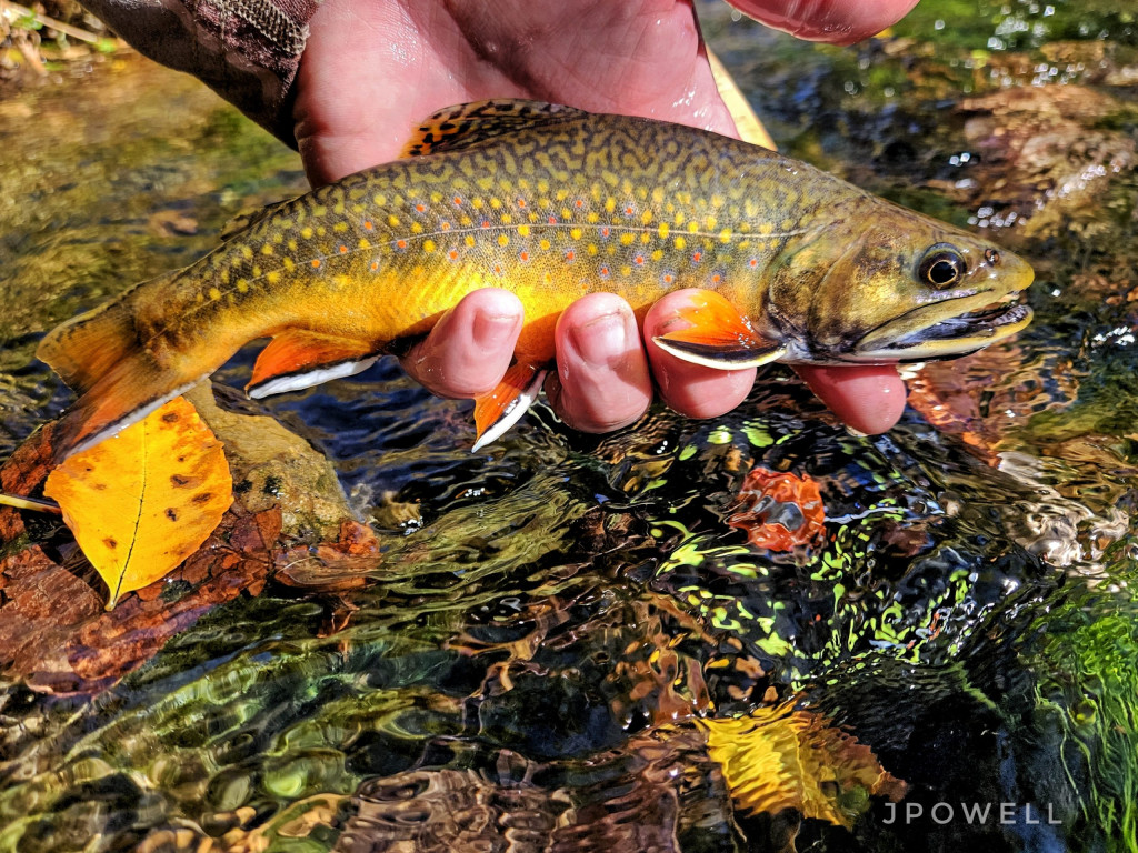 brook trout