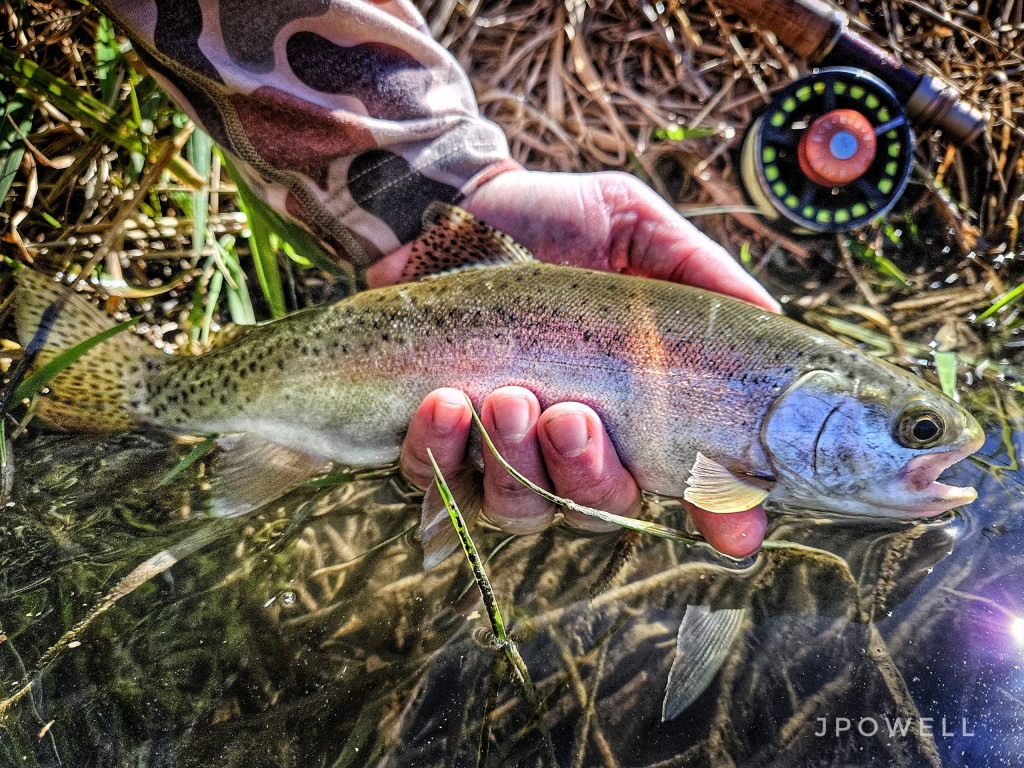 rainbow trout