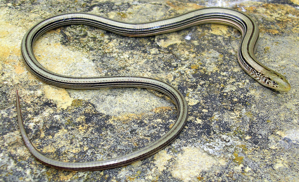 A mostly light brown, legless lizard slithers across speckled rock