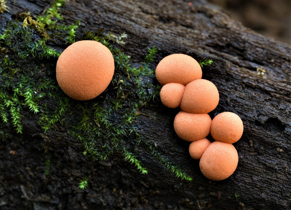 Wolf's milk, growing on a log, looks like small, orange, rounded pom-poms.