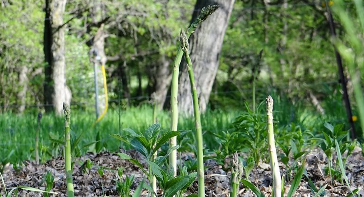 wild asparagus growing in a forest