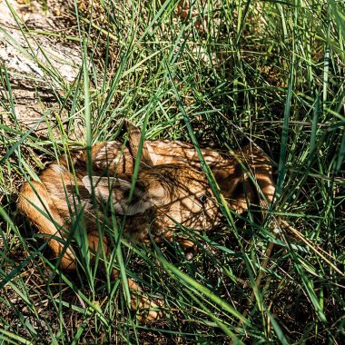 Mule deer fawn hiding in grass.