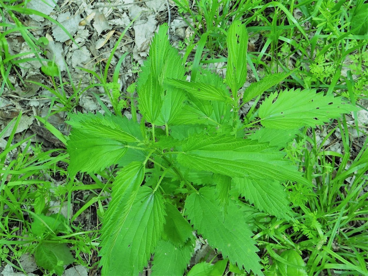 close-up of stinging nettle growing in grass