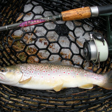 A brown trout in a net with a fly fishing rod.