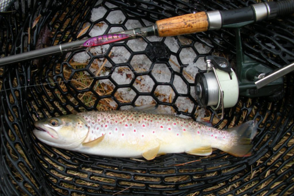 A brown trout in a net with a fly fishing rod.