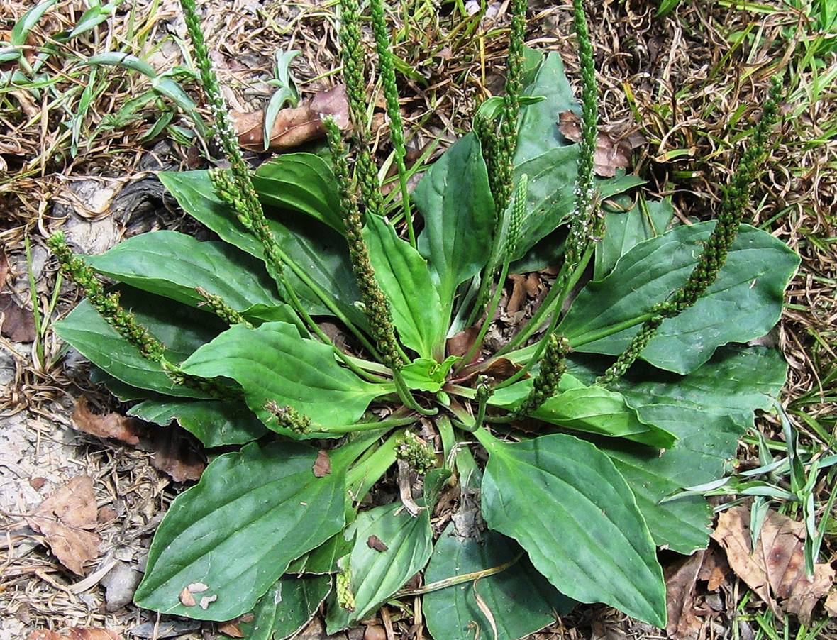 Close-up of broadleaf plantain.