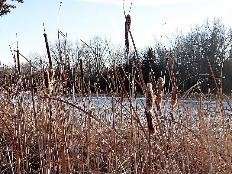 Cattails growing at the edge of a frozen river.