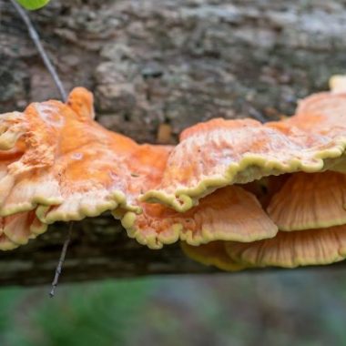 chicken-of-the-woods mushroom growing on a tree