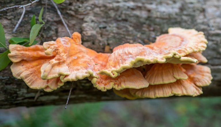 chicken of the woods mushroom growing on a tree