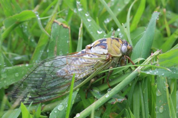 cicada in grass