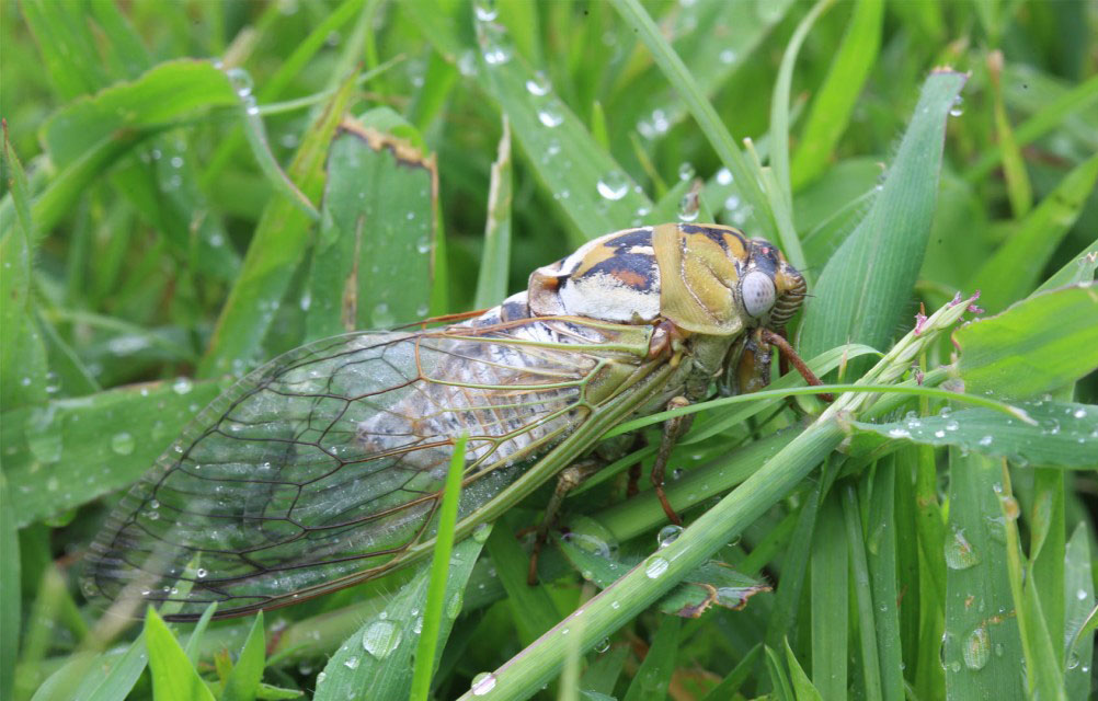 cicada in grass