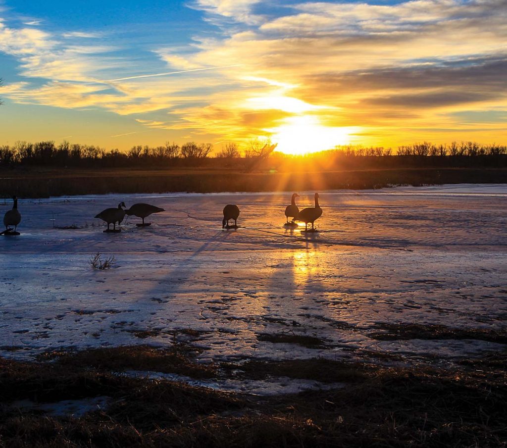 Goose decoys in a morning sunrise at Clear Creek WMA.