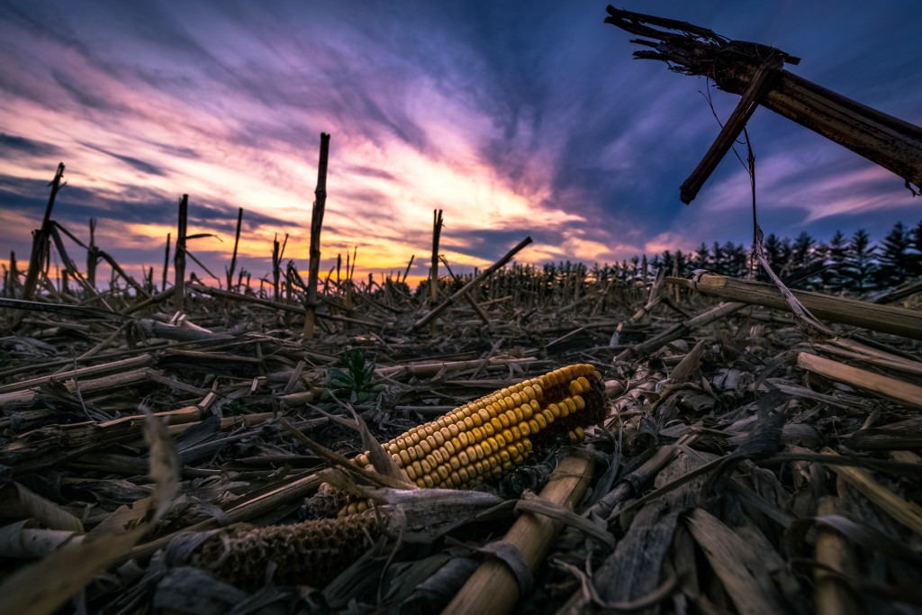 A single corncob bares witness to a harvested field.