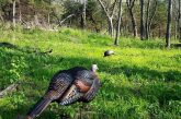 Two turkey decoys placed near a wooded area during late spring.